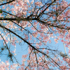 AMBIENTADOR AMBIOLOR