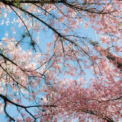 AMBIENTADOR AMBIOLOR